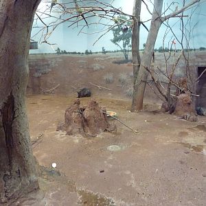 Ecostation - Dama Wallaby/Princess Parrot/Cloncurry Parrot/Bourque's Parrot