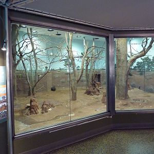 Ecostation - Dama Wallaby/Princess Parrot/Cloncurry Parrot/Bourque's Parrot