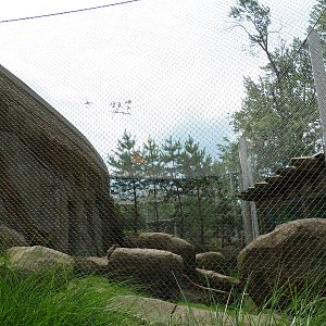 Japanese Macaque Exhibit