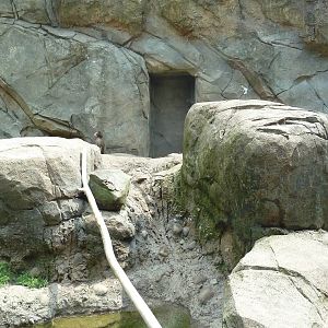 Japanese Macaque Exhibit