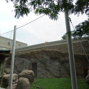 Japanese Macaque Exhibit