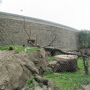 Sulawesi Crested Macaque Exhibit