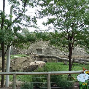 Sulawesi Crested Macaque Exhibit