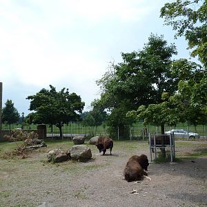 Bison Exhibit