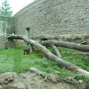 Sulawesi Crested Macaque Exhibit