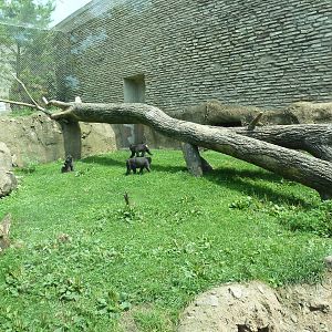 Sulawesi Crested Macaque Exhibit