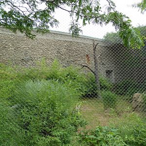 Ring-Tailed/Red Ruffed Lemur Exhibit