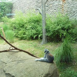 Ring-Tailed/Red Ruffed Lemur Exhibit