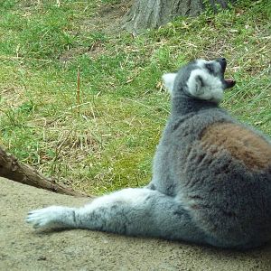 Ring-Tailed Lemur