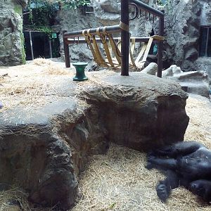 Gorilla Exhibit - With Zero Outdoor Access