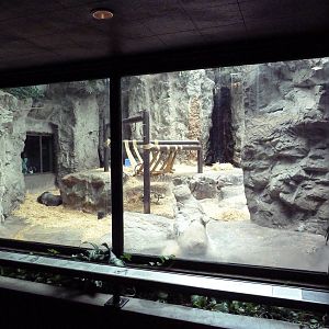 Gorilla Exhibit - With Zero Outdoor Access