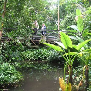 Burgers Bush Interior at Burgers Zoo Arnhem, 29/08/10