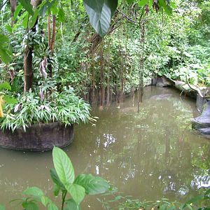 Manatee exhibit at Burgers Zoo Arnhem, 29/08/10