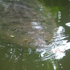 Caribbean Manatee at Burgers Zoo Arnhem, 29/08/10