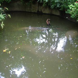 Manatee exhibit at Burgers Zoo Arnhem, 29/08/10