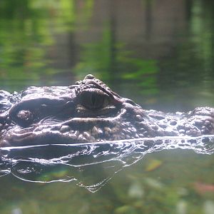 Broad-fronted Caiman at Burgers Zoo Arnhem, 29/08/10