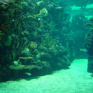 Burgers Ocean at Burgers Zoo Arnhem, 29/08/10
