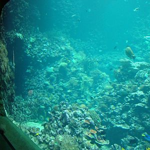 Burgers Ocean at Burgers Zoo Arnhem, 29/08/10