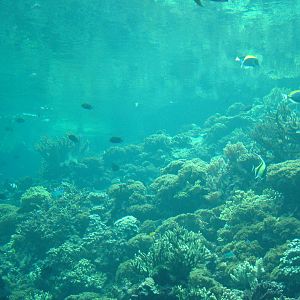 Burgers Ocean at Burgers Zoo Arnhem, 29/08/10