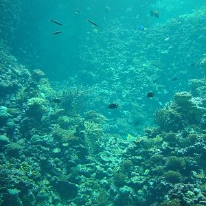 Burgers Ocean at Burgers Zoo Arnhem, 29/08/10