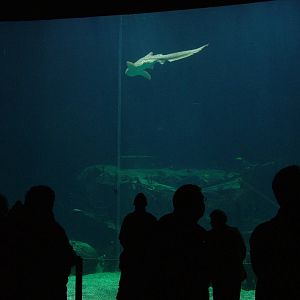 Large Shark Tank in Burgers Ocean at Burgers Zoo Arnhem, 29/08/10