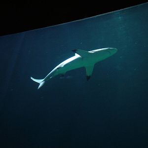Blacktip Shark at Burgers Zoo Arnhem, 29/08/10
