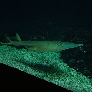 Giant Guitarfish at Burgers Zoo Arnhem, 29/08/10