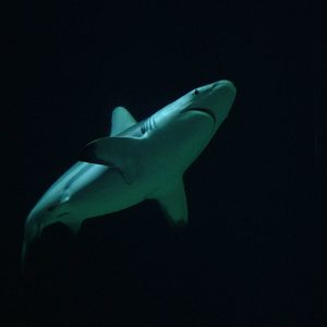 Blacktip Shark at Burgers Zoo Arnhem, 29/08/10
