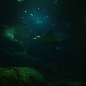 Ray Tank in Burgers Ocean at Burgers Zoo Arnhem, 29/08/10
