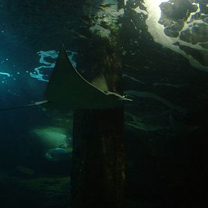 Ray Tank in Burgers Ocean at Burgers Zoo Arnhem, 29/08/10