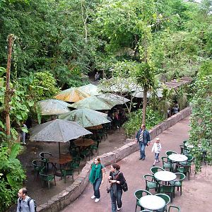 Burgers Bush Restaurant at Burgers Zoo Arnhem, 29/08/10