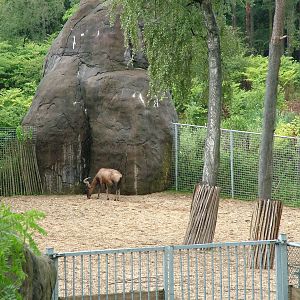 Cape Hartebeest at Burgers Zoo Arnhem, 29/08/10