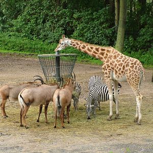 Burgers Safari at Burgers Zoo Arnhem, 29/08/10