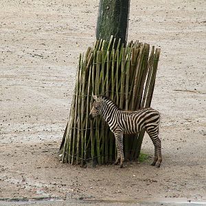 Young Grant's Zebra at Burgers Zoo Arnhem, 29/08/10