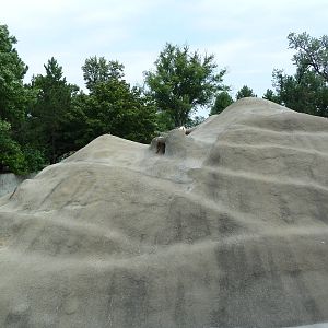 Bighorn Sheep Exhibit