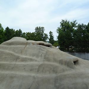 Bighorn Sheep Exhibit