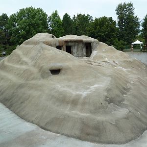 Bighorn Sheep Exhibit - The Blob!