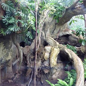 Rainforest Falls - Ocelot Exhibit
