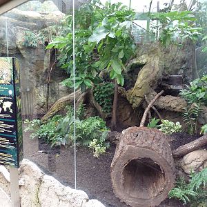 Rainforest Falls - Ocelot Exhibit