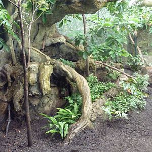 Rainforest Falls - Ocelot Exhibit