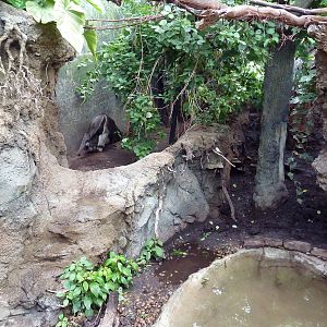 Rainforest Falls - Giant Anteater/Capybara Exhibit