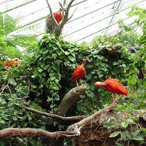 Rainforest Falls - Scarlet Ibis Perch