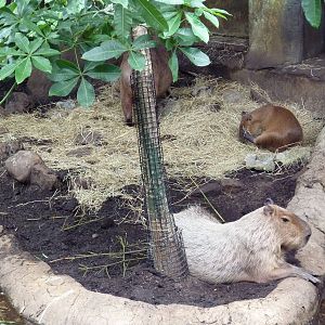 Rainforest Falls - Capybaras