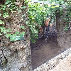 Rainforest Falls - Giant Anteater/Capybara Exhibit