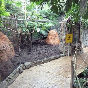 Rainforest Falls - Giant Anteater/Capybara Exhibit