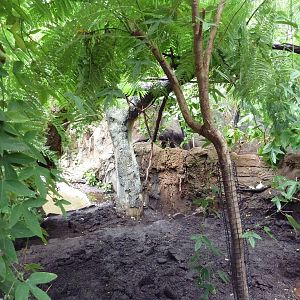 Rainforest Falls - Giant Anteater/Capybara Exhibit
