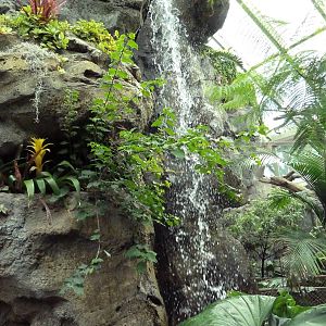 Rainforest Falls - Waterfall