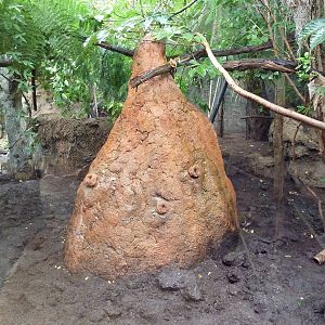 Rainforest Falls - Giant Anteater/Capybara Exhibit