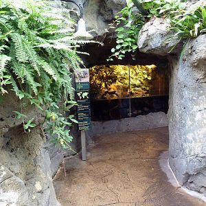 Rainforest Falls - Green Anaconda/Red Piranha Exhibit