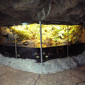 Rainforest Falls - Green Anaconda/Red Piranha Exhibit